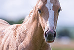 Boonlights Diamond (Heza Diamond Spark x Chic Inthe Boonlight)