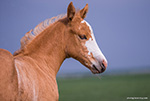 Sheza Wild Dancer (Heza Diamond Spark x Dancin Angel)