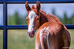 Ima Cute Chic (Heza Diamond Spark x Elanarose)