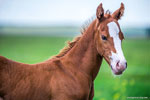 HezaBoonLighter (Heza Diamond Spark x Chic Inthe Boonlight)