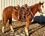Diamond Jayz Fox (Heza Diamond Spark x ER Kolas Twirl)