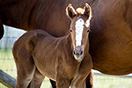 Sweet Autumn Angel (Sweeter Than Pepto x Hickorys Angela)
