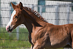Sweet Little Aspen (Sweeter Than Pepto x Decidedlys Rosewood)